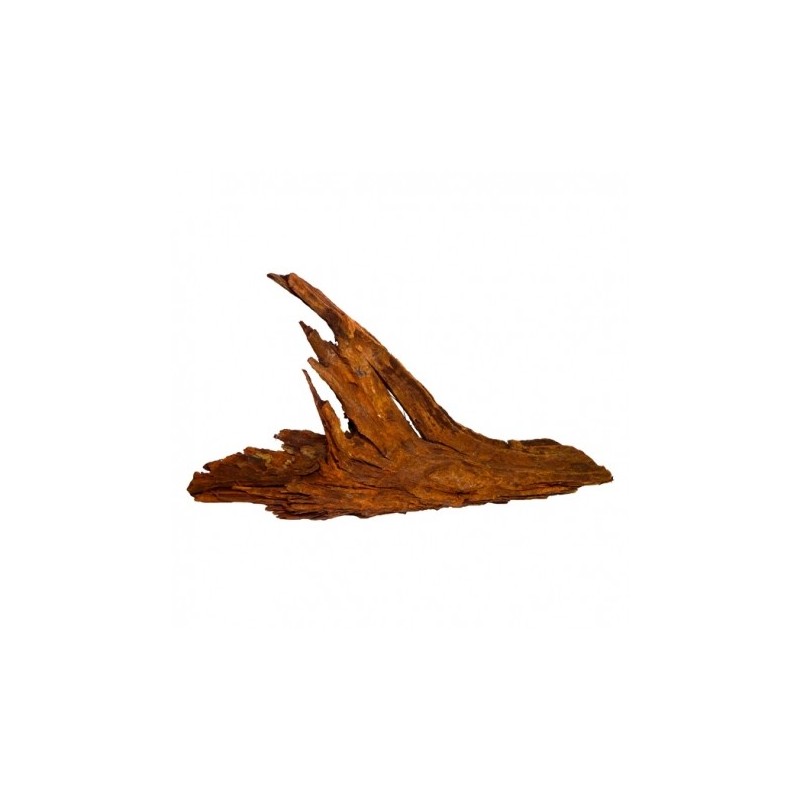 RACINE MANGROVE GM 40-50CM