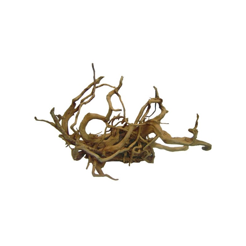 Racine araignée XL env 40-80cm + de 2000 grs